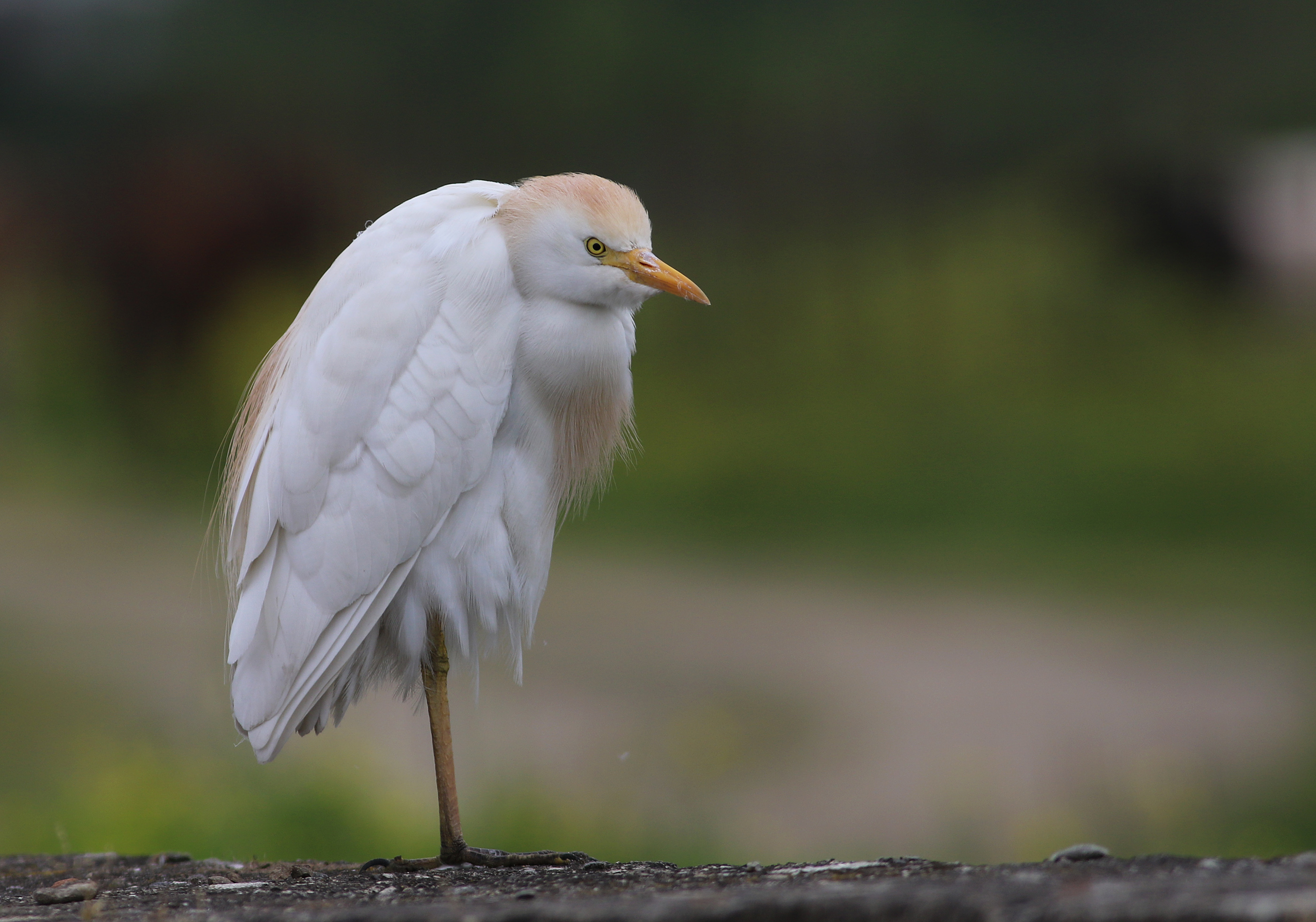 Cattle Egret